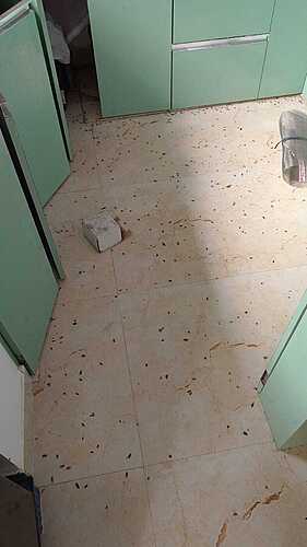 Cockroaches in kitchen after service